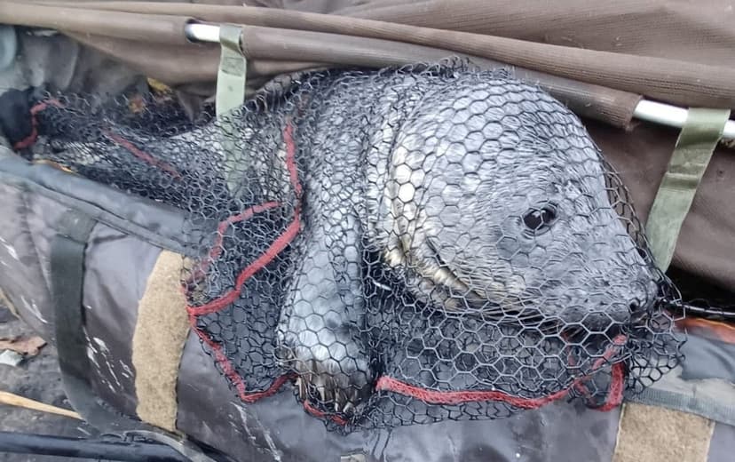 Seal Pup Rescued 20 Miles Upriver