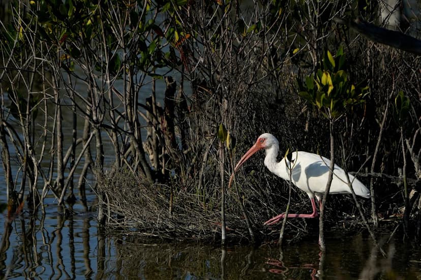 Sebastian: Home to America's First Wildlife Refuge