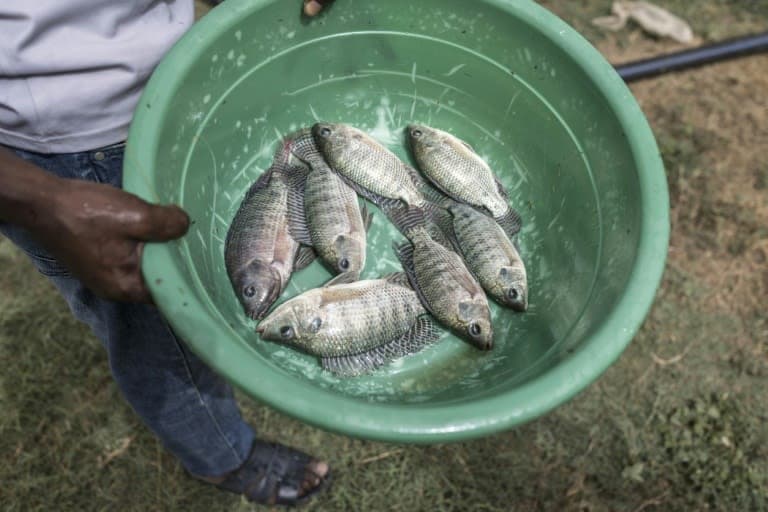 Parasite-Fighting Fish Revolutionize Rice Paddies