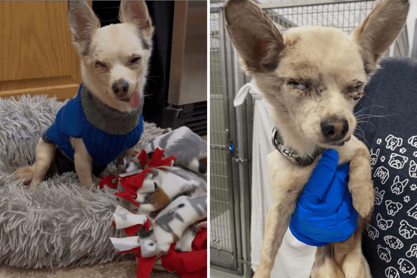 Senior Chihuahua's Surprise Burst of Energy!