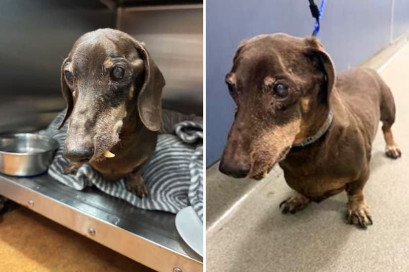 Senior Dachshund Rescued With Mouth Full of Rotten Teeth