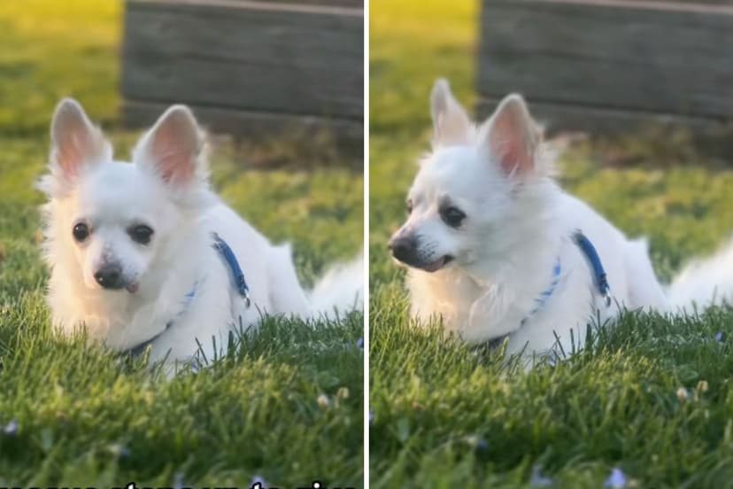 Senior Dog Saved From Euthanasia After Stress Diagnosis