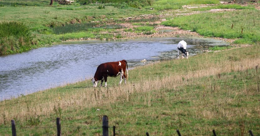 France: First Human Shamonda Virus Case Confirmed