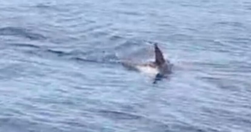 Georgia Teen Bitten by Shark While Fishing
