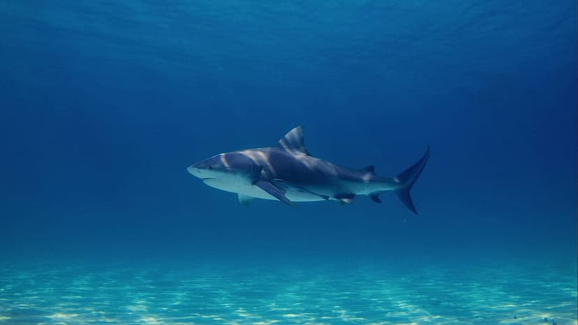 Climate Change Fuels Shark Attack Risk, Scientist Warns