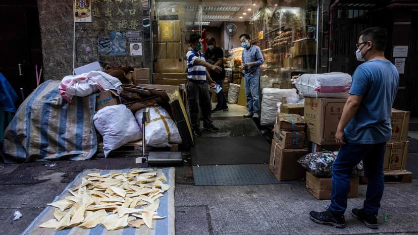 Shark Finning Fuels Illegal Trade Through Dakar Port