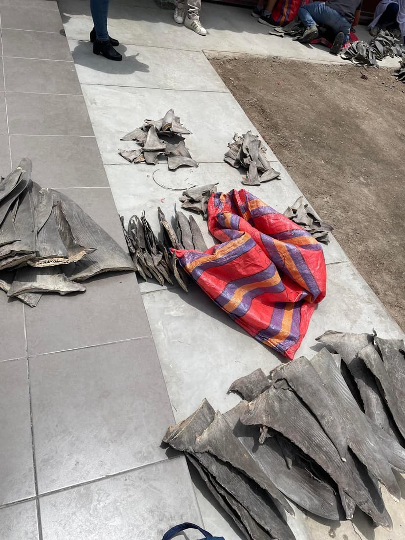 Massive Shark Fin Seizure: Wildlife Crime Foiled
