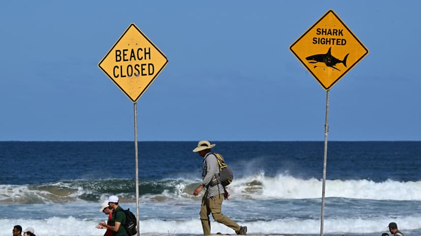 Australia Debates Shark Nets After Fatal Attacks