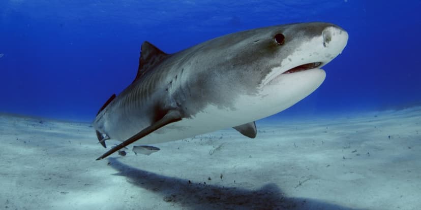Sharks Test Positive for Cocaine in Bahamas