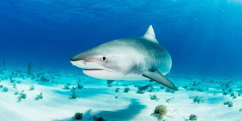 Bahamas Sharks Ingesting Cocaine, Painkillers