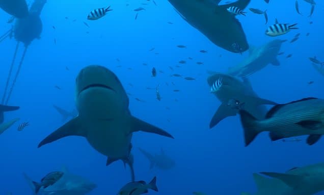 Sharks Form Friendships, Study Finds