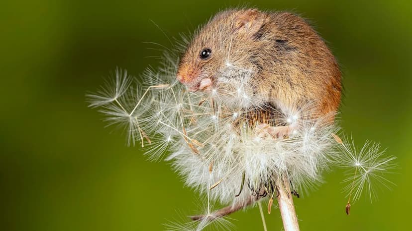 Sheffield Nature Reserve Blooms: £1M Project Revives Wildlife