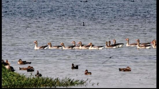 UP Bird Sanctuary Gains Global Wetland Status