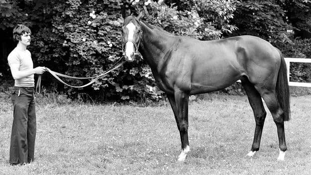 Ireland's Shergar: The Derby Champ's Dramatic 1983 Kidnapping