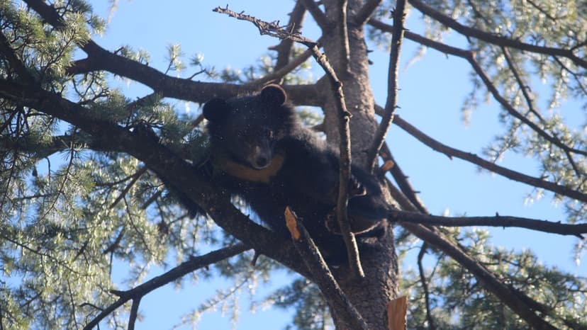 Bear Cubs' Tree-Climbing Antics Dazzle Zoo Visitors