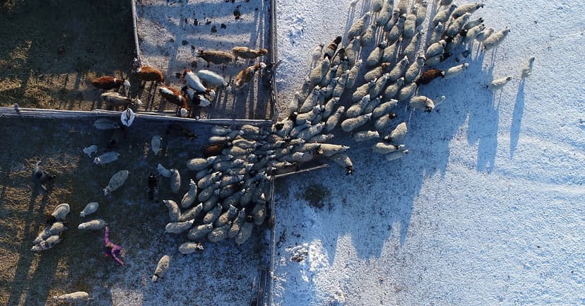 Siberian Cattle Plague: Mystery Illness Sparks Mass Culls