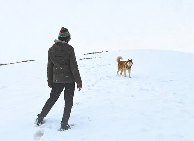 Siberian Husky's Inspiring Tale to Premiere at IFFI 2025