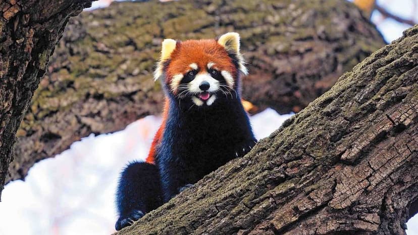 Sichuan Reserve: Wildlife and Humans Thrive Together