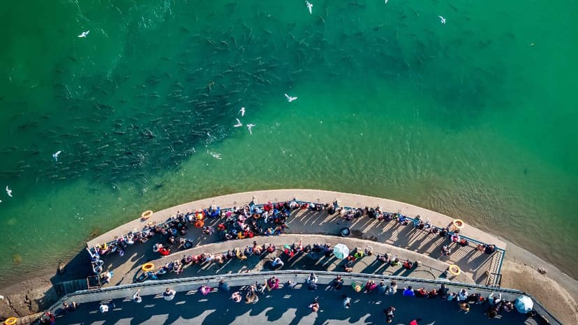 Migratory Birds Flock to Restored Sichuan