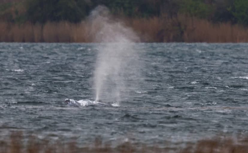 Sick Humpback Whale Spotted Off Denmark Coast