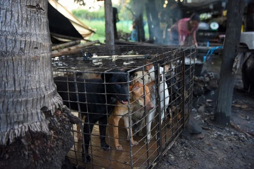 Siem Reap's Dog Meat Trade Thrives Despite Ban