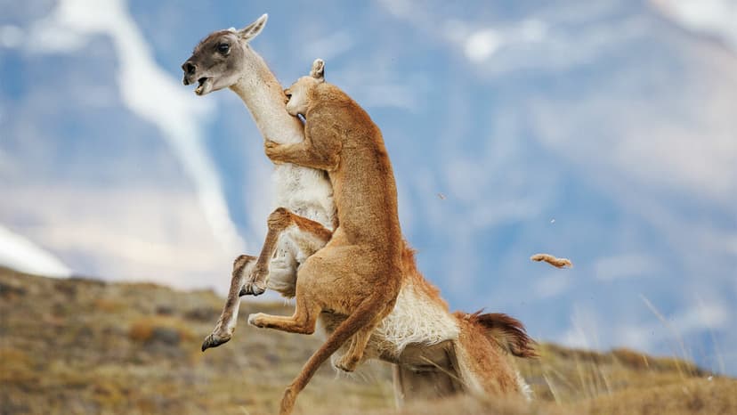Stunning Photos Reveal World's Beauty & Brutality