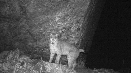 Sikkim Confirms Eurasian Lynx Presence