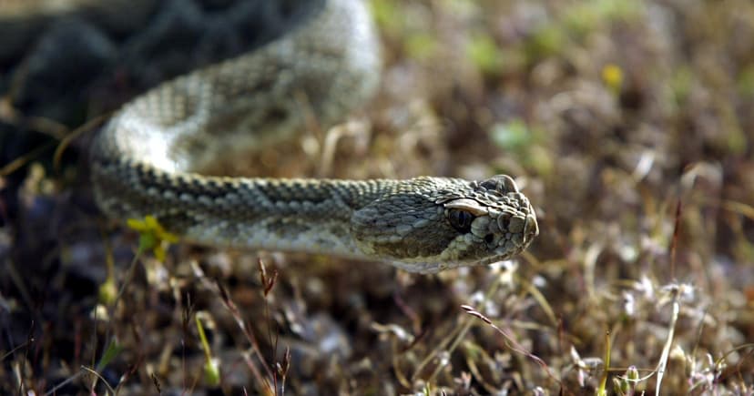 Rattlesnake Season Starts Early: Woman Airlifted After Simi Valley Bite
