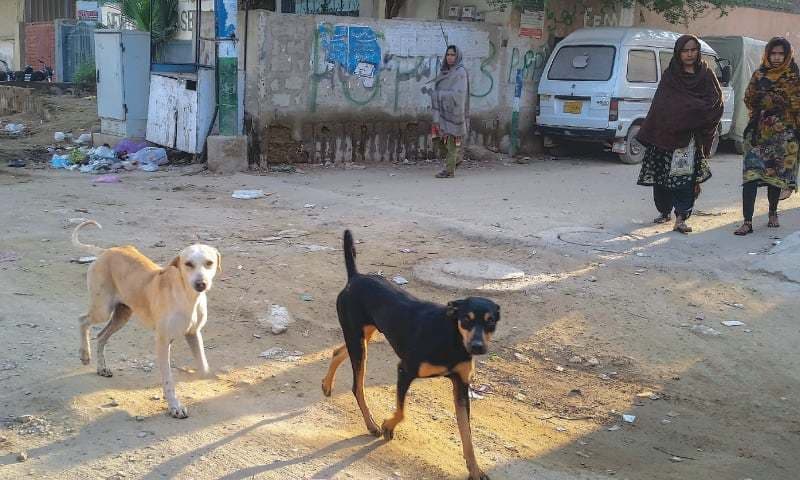 Rabies Deaths Surge: Sindh's Canine Crisis Ignites