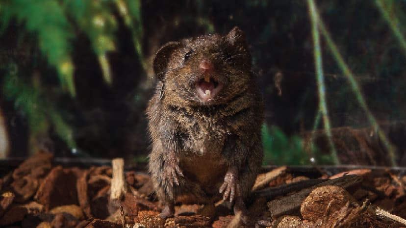Mice Sing Like Humans, Brain Wiring Key