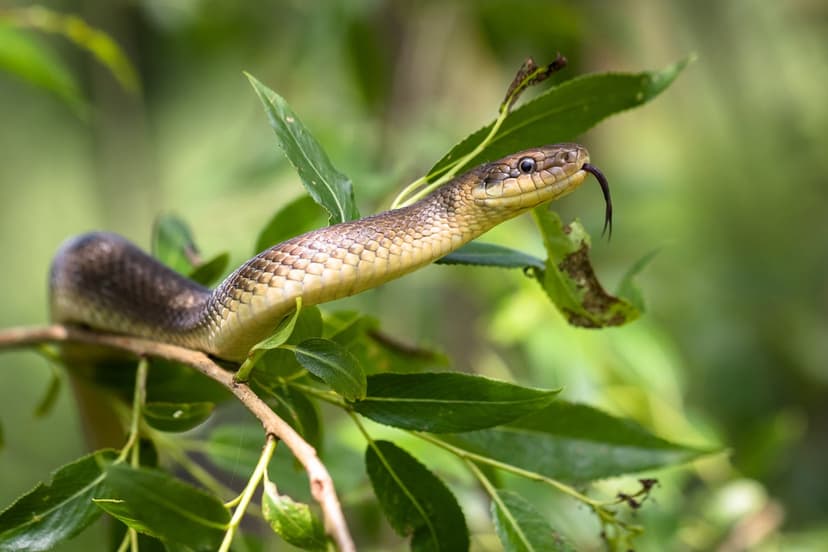 Snake Envenomings: A Hidden Global Crisis