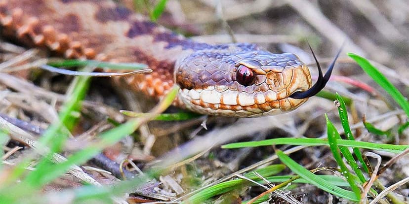 Maumelle Player Practiced Hour with Venomous Snake in Helmet