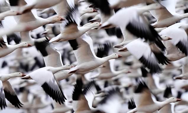 Thousands of Snow Geese Migrate North