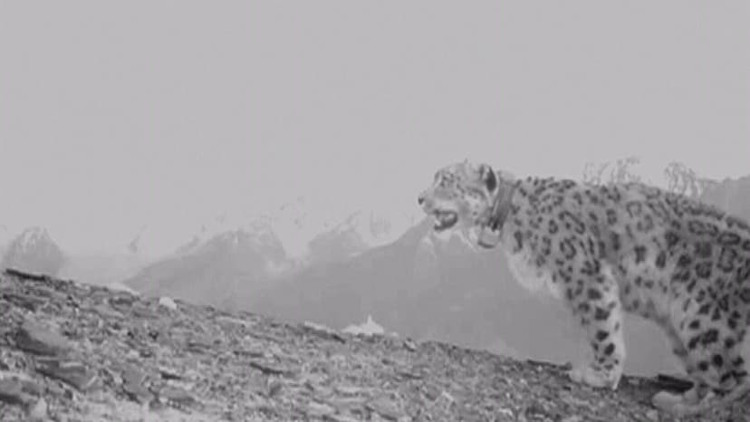 Snow Leopard Roars Back in Afghanistan