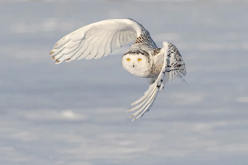 Snowy Owls Threatened as Arctic Warming Devastates Prey