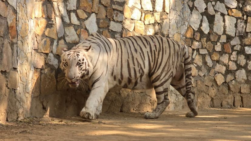 Sole Surviving White Tiger Cub Fights for Life