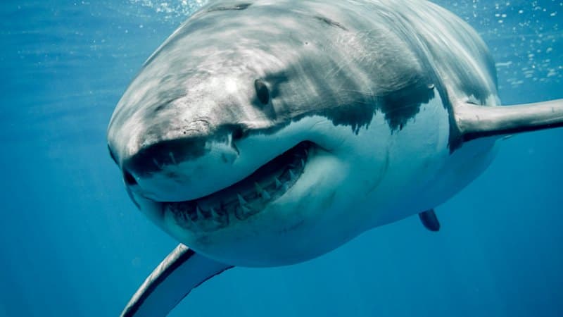 Shark Nets Spark Resort Row in South Africa