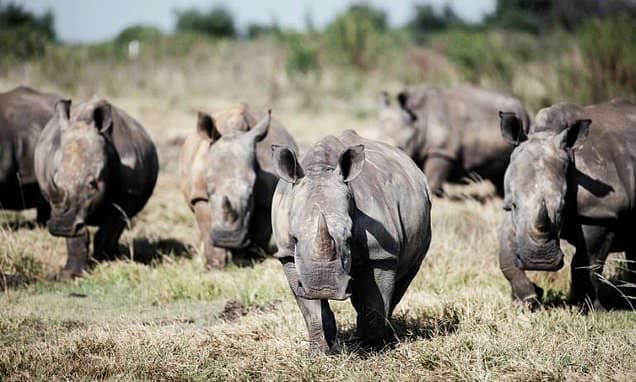 Rhino Poaching Surges in Kruger Park: 175 Lost in 2025