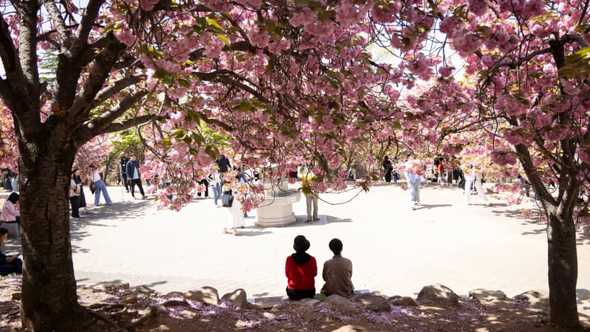 Korea's Cherry Blossoms Bloom: A Japanese Fascination