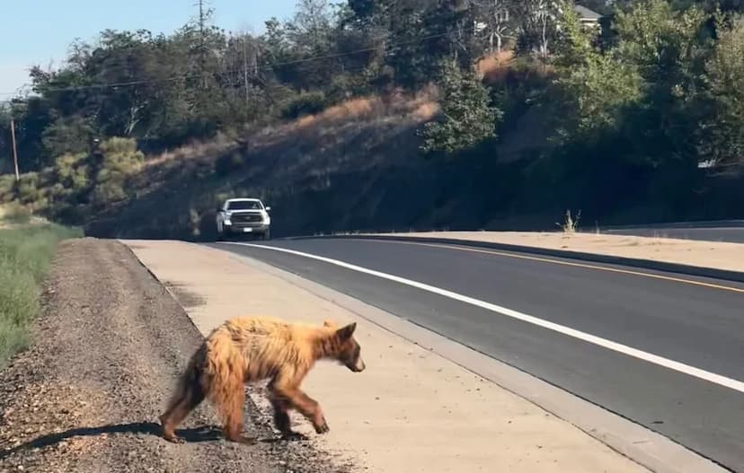 Sick Bear Euthanized After Wandering Oregon Towns