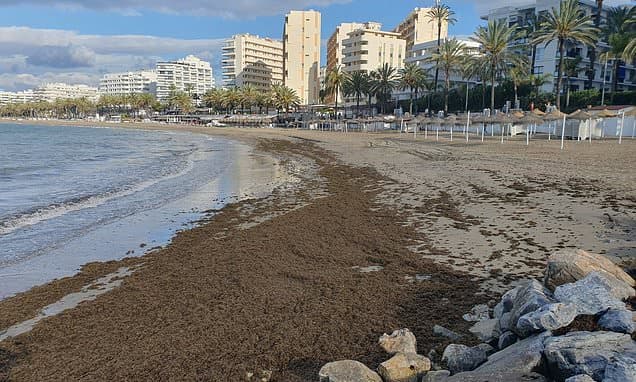 Marbella Battles Invasive Algae Invasion
