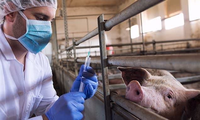 Rare Swine Flu Spread Sparks Health Alert in Spain