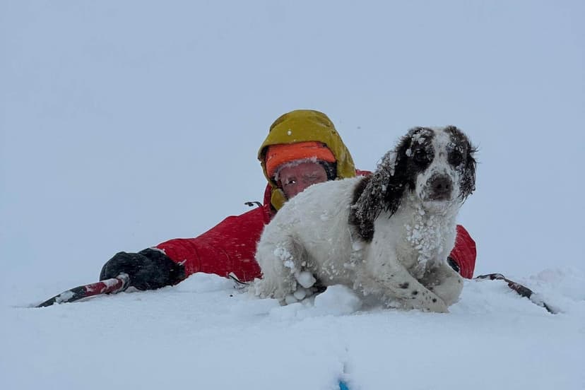 Spaniel Rescued After Freezing Night on Scottish Mountain