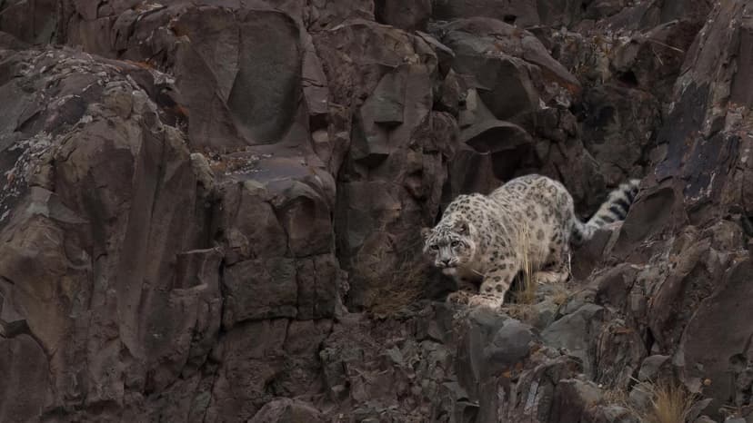 India's Endangered Species Roar Back to Life!