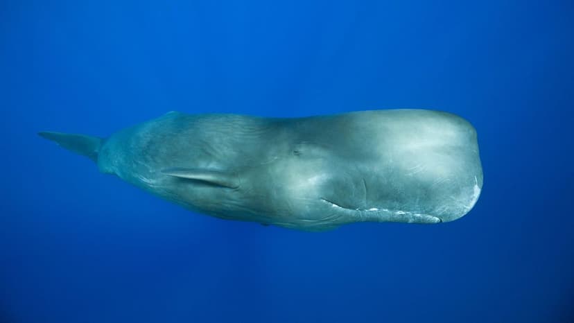 Sperm Whales' Loudest Clangs Mystify Scientists