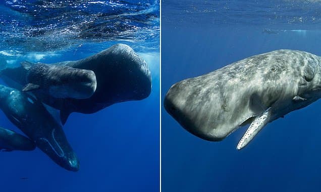 Sperm Whale Clicks Echo Human Language