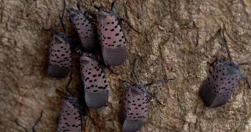 Invasive Bugs Invade MetroWest Trees