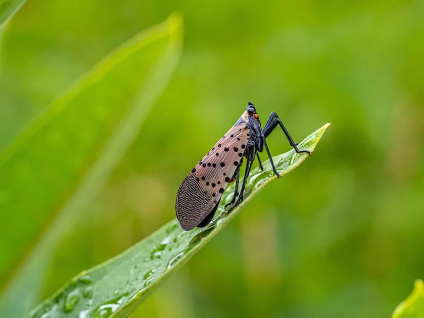Tennessee Battles Invasive Insect Invasion