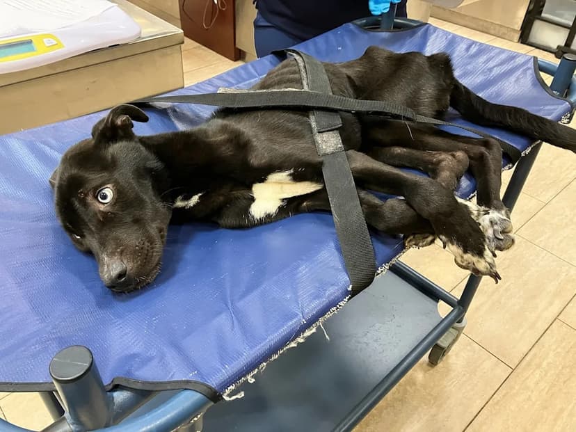 Malnourished Dog Found in Springfield Recovers