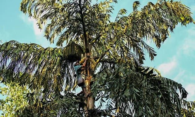 UNESCO Honors Sri Lanka's Ancient Art of Palm Sap Tapping